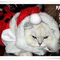 貓咪盛裝過耶誕