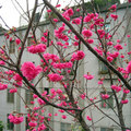 櫻花小姐們挽著蓬蓬裙手牽手在枝頭等著赴春天的宴會 !