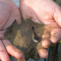 明明山上的水還冷的凍手，急著長大的蝌蚪早已嗅到春天的氣息孵化出來!