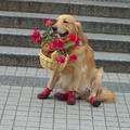 捷運公館站‧賣花的狗狗