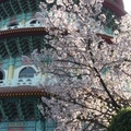 春季是個賞花的好季節~而天元宮的櫻花季更是將春季點綴的更美了~