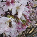 是蜜蜂點綴了櫻花~還是櫻花襯托了蜜蜂~