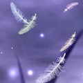 羽毛-天使的羽翼 - 1
