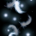 羽毛-天使的羽翼 - 3