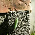 綠肥的幼蟲