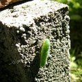 綠肥的幼蟲，還長黑斑哩！