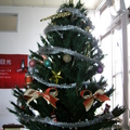 燕用了十幾年的聖誕樹
