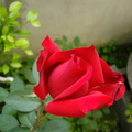 紅玫瑰花