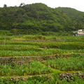 蘭嶼 - 主要種植水芋