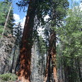 Yosemite National Park 5/31-6/2 - 4