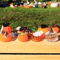 pick glass pumpkin - 4