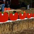 2011Pumpkin patch - 2