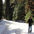 Snow in Yosemite - 1