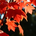 Autumn leaves - 2