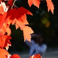 Autumn leaves - 3