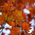 Autumn leaves - 4