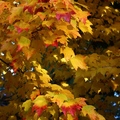 Autumn leaves - 1