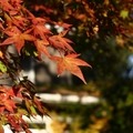 Autumn leaves - 1