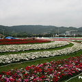 2011台北國際花卉博覽會 - 17