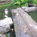 濕生植物區的原木曲橋。此區亦是小魚繁殖之保護地