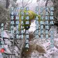 2011年初，一個特別冷的冬天，不但高山積雪不化，連陽明山也飄雪了。1月16日寒流再度來襲，忍不住上北插賞雪、賞霧淞，見證這寒冷的一年。