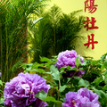 台北國際花卉博覽會爭豔館洛陽牡丹花