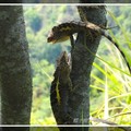 大坑三、四號步道拍攝
本種為為台灣特有種，又稱箕作氏攀蜥，俗稱攀木蜥蝪、肚定(肚燈)等