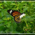 黑脈樺斑蝶