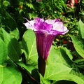 紫色的花 - 5