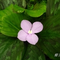 紫色的花 - 3