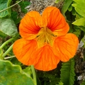 橙色金蓮花