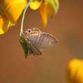 花喜蜂蝶常圍繞，沾沾花粉傳情意。
蜂蝶愛花燦開心，親親花兒甜蜜蜜。

