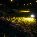 菊花夜燈
