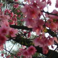 三芝山上的櫻花 - 3