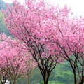 三芝山上的櫻花 - 3