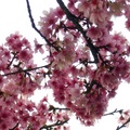 三芝山上的櫻花 - 2