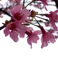 三芝山上的櫻花 - 1