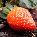草莓 - 4