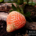 草莓 - 5