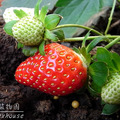 草莓 - 2