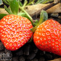 草莓 - 3