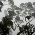 虛無飄渺的濃霧營造出有如仙境般的詩情畫意!