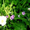 【最美的春日時光】－花顏巧遇真善美~~2010 0425彰化縣立植物園出遊照片 8