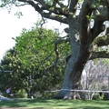 奧克蘭【Cornwall Park】與【One Tree Hill Domain】-2