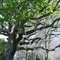 奧克蘭【Cornwall Park】與【One Tree Hill Domain】-3
