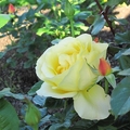 帕乃爾玫瑰花園-1