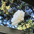 帕乃爾玫瑰花園-2