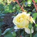 帕乃爾玫瑰花園-3