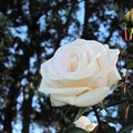帕乃爾玫瑰花園-4