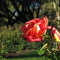 帕乃爾玫瑰花園-5